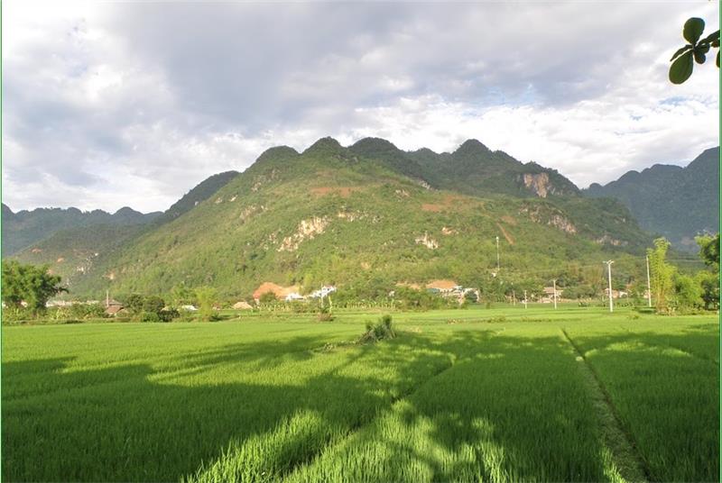 Rice field in Lac Village, Mai Chau