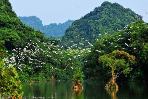 Flock of birds at Thung Nham ecotourism zone