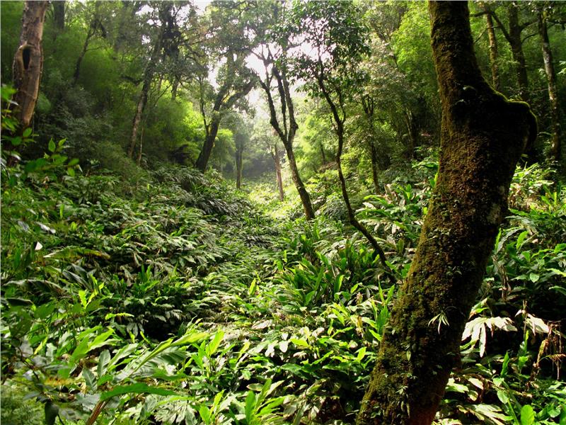 Path to Fansipan Peak