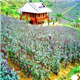 Visit Rose Valley in Vietnam trip