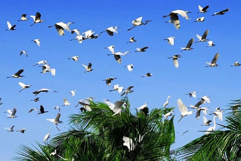 Vườn cò Bằng Lăng