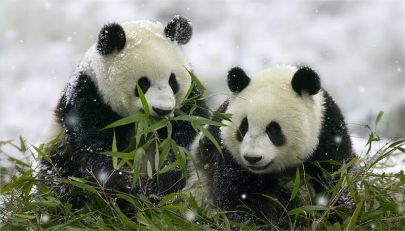 Hai chú gấu trúc đang ăn lá cây
