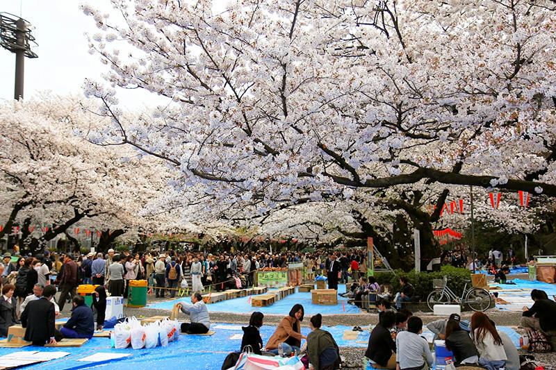 Lễ hội Hanami