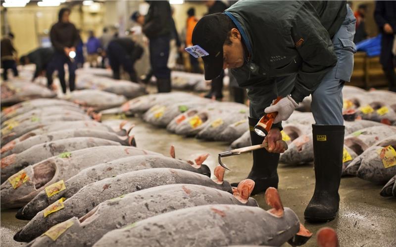 Chợ cá Tsukiji