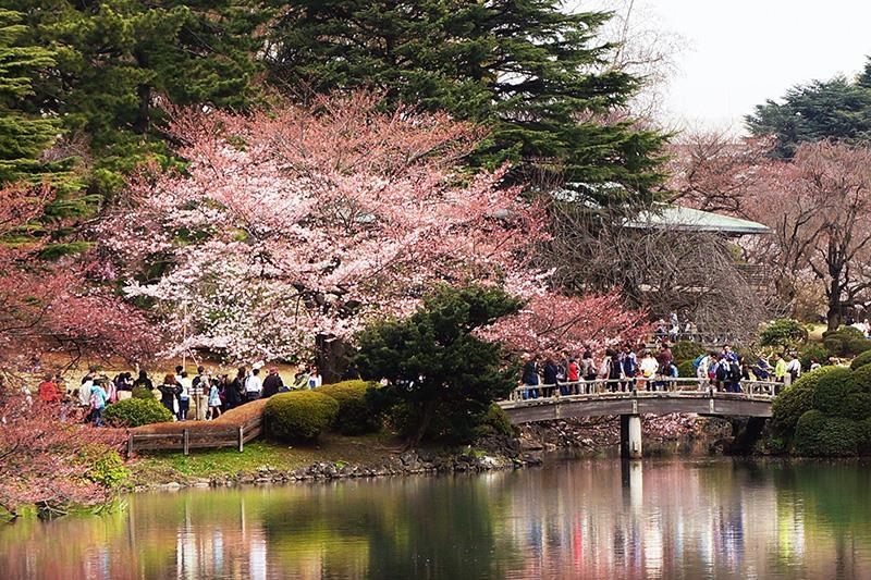 Vườn quốc gia Shinjuku Gyoen