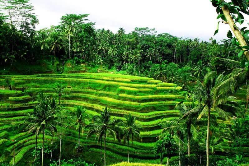 Ruộng bậc thang Tegalalang 