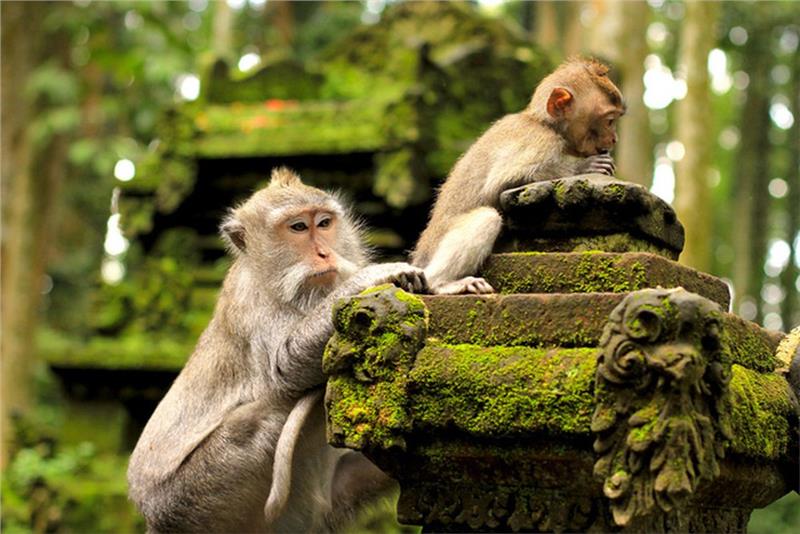 Những chú khỉ đáng yêu trong khu rừng khỉ