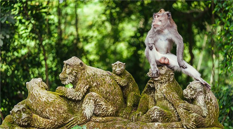 Đến với khu rừng khỉ 