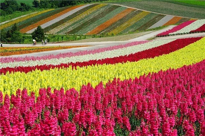 Vé máy bay đi Hokkaido giá rẻ Vé máy bay đi Hokkaido giá rẻ