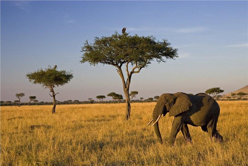 Cheap flights to Africa