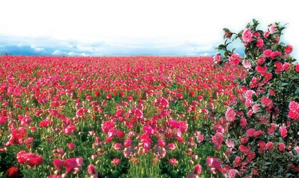 Vé máy bay giá rẻ đi Bungari  Vé máy bay giá rẻ đi Bungari