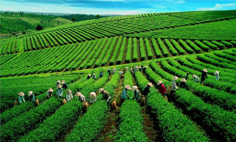 Đồi chè tại Bảo Lộc, Lâm Đồng