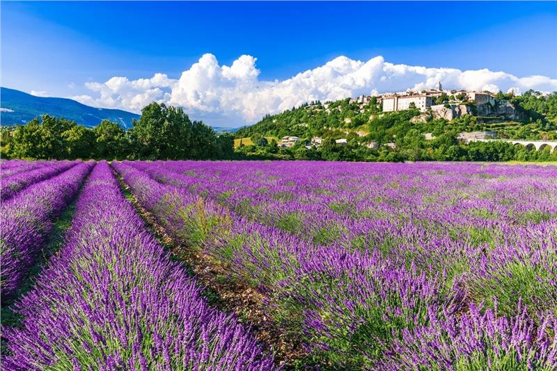 Cánh đồng hoa Lavender, Pháp