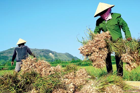 Tỏi Lý Sơn