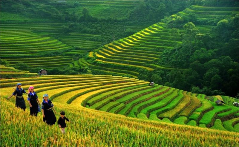 Sapa
